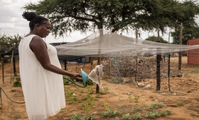 A pregnant woman watering her vegetable garden.