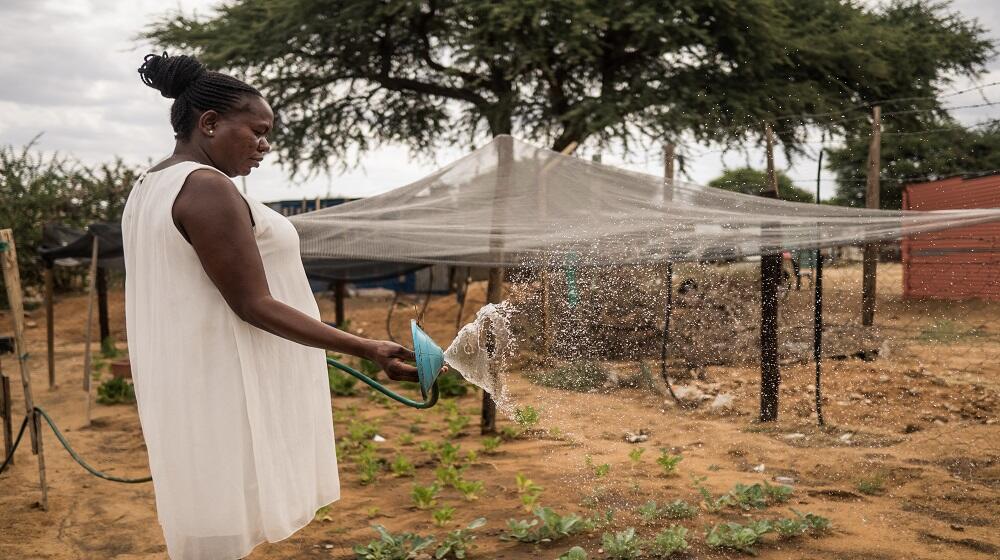 A pregnant woman watering her vegetable garden.